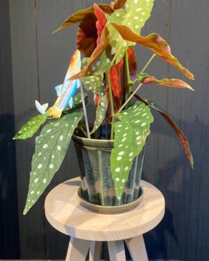 Begonia Maculata met pot